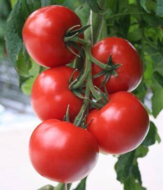 «верлиока» — лучший сорт томатов при высокой влажности и плохом освещении