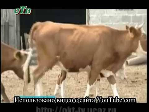 Дерматит у коров