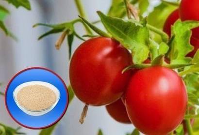 Подкормка томатов дрожжами для роста и урожайности
