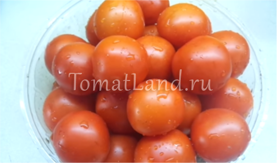 Таймыр томат отзывы