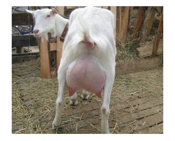 Зааненские козы: описание породы, фото, содержание, кормление и особенности разведения