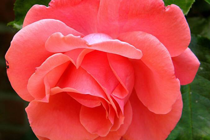 Плетистые розы фото и названия сортов непрерывного цветения: каталог зимостойких сортов роз цветущих весь сезон для подмосковья, отзывы