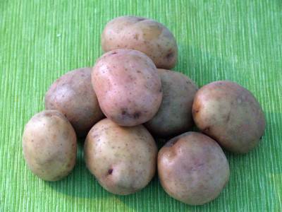 Сорт картофеля жуковский ранний: описание, посадка и уход