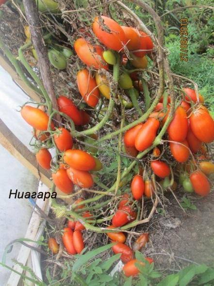 Описание сорта томата ниагара и особенности плодов индетерминантного типа