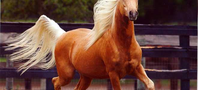 Арабская чистокровная лошадь: характеристики и описание скакунов