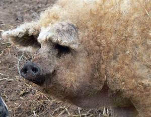 Порода свиней венгерская мангалица: описание, фото, содержание и разведение, отзывы
