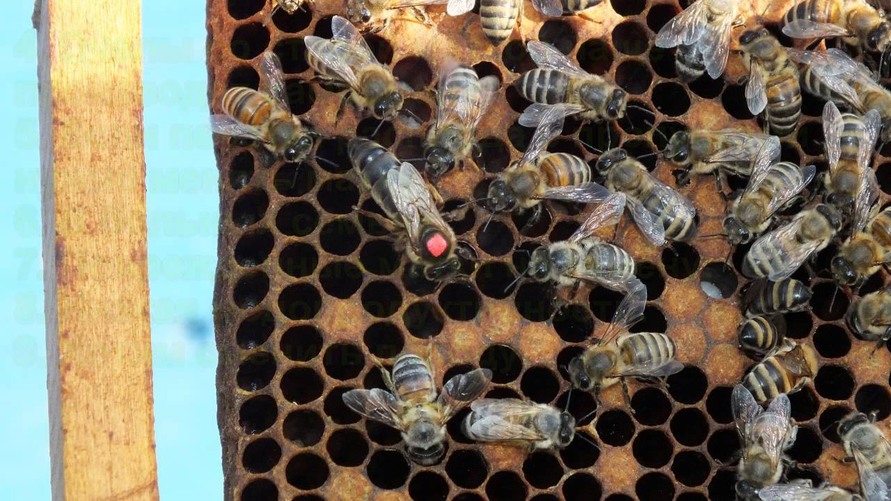 Методы замены маток в пчелосемье