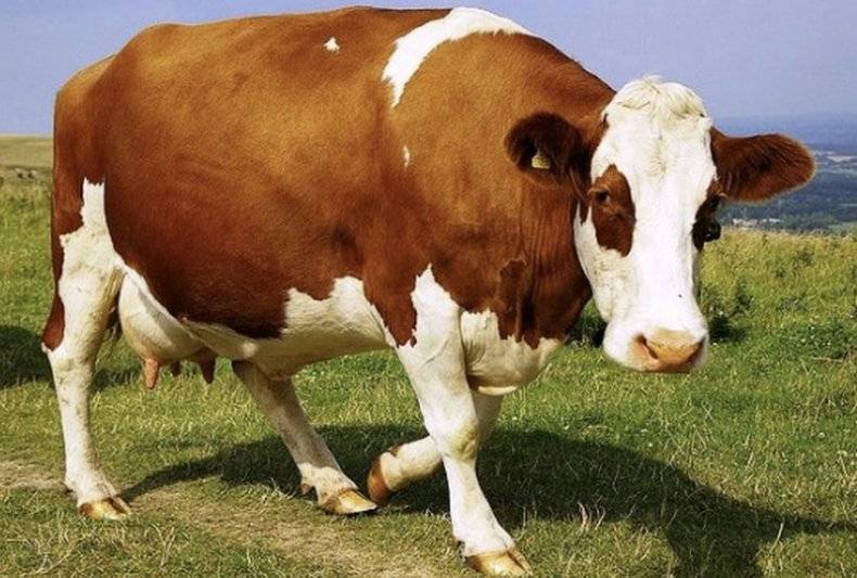 Что такое стельность коровы и как ее определить