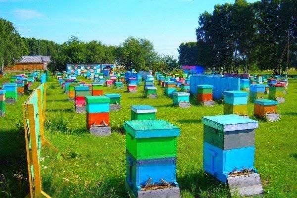 Особенности промышленного пчеловодства в россии