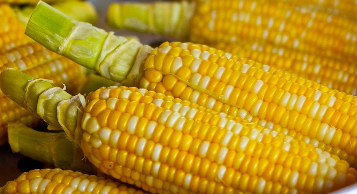 Как правильно сажать кукурузу и ухаживать за ней после посадки?