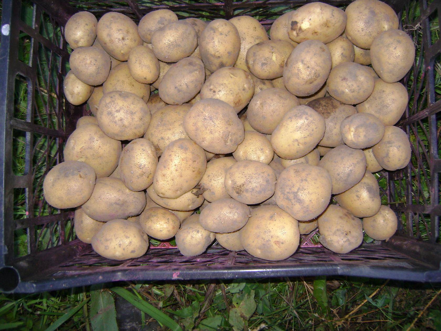 Обработка картофеля престижем: вред или польза от применения препарата