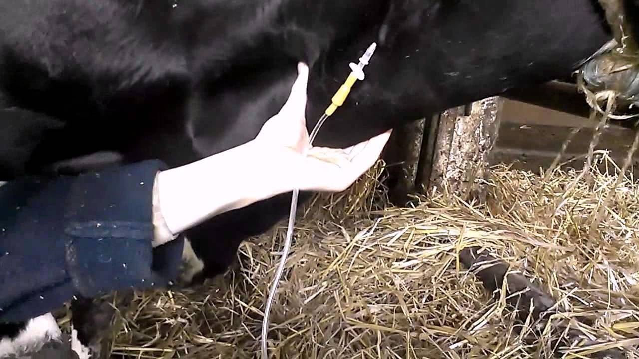 Коровам в области шеи уколы