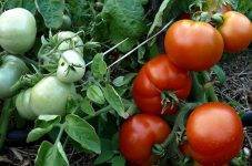 Неприхотливый проверенный временем сорт томатов сибирский скороспелый
