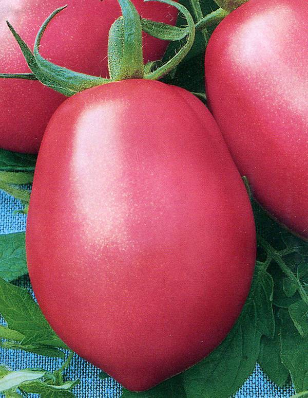 Сорт (гибрид) томата «фламинго f1»: описание, характеристика, посев на рассаду, подкормка, урожайность, фото, видео и самые распространенные болезни томатов