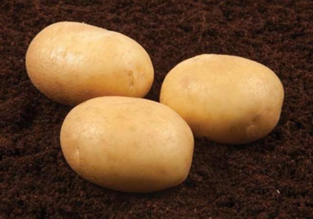 Картофель ред соня: описание и характеристика сорта