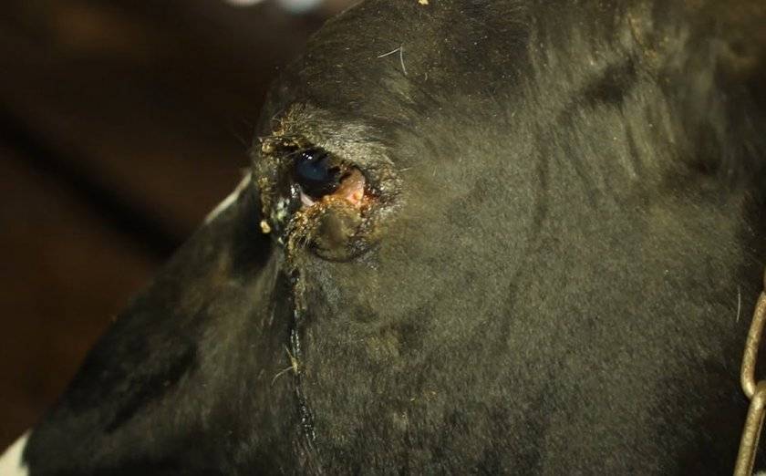 Клостридиоз крупного рогатого скота: клинические признаки, лечение, профилактика