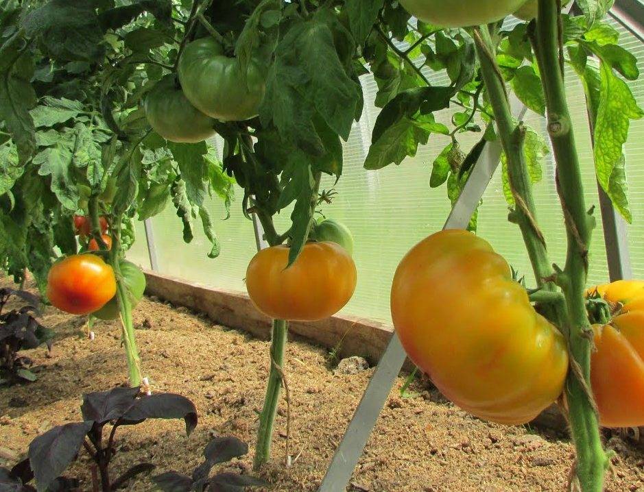 Описание томата искры пламени и агротехника культивирования сорта