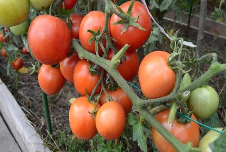 Сортовые особенности томата катя f1 и отзывы дачников о гибриде