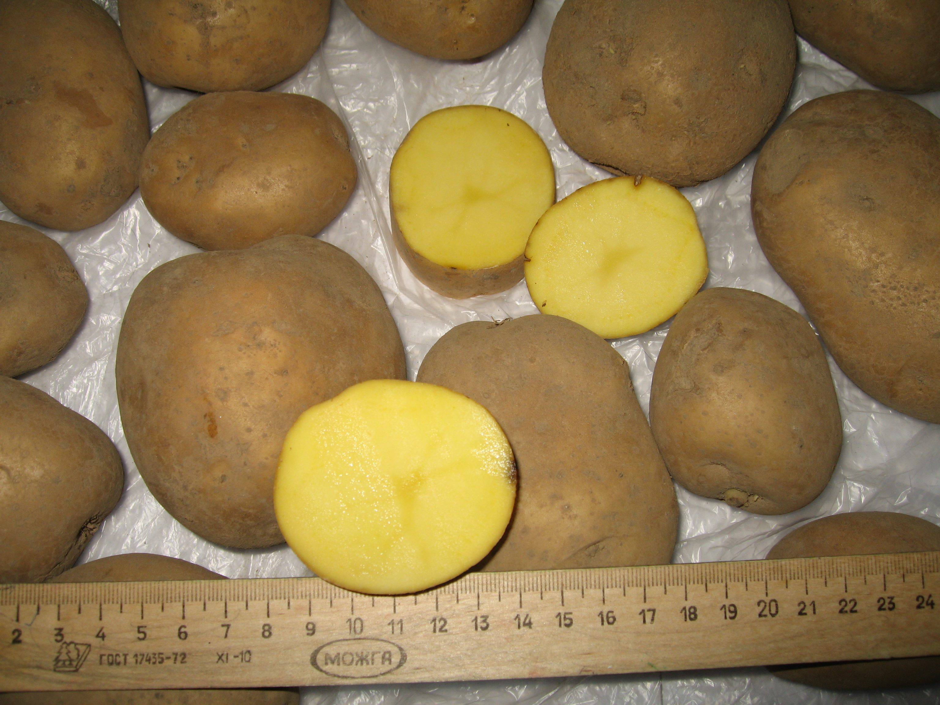 Картофель ласунок: описание и особенности сорта, выращивание, уход