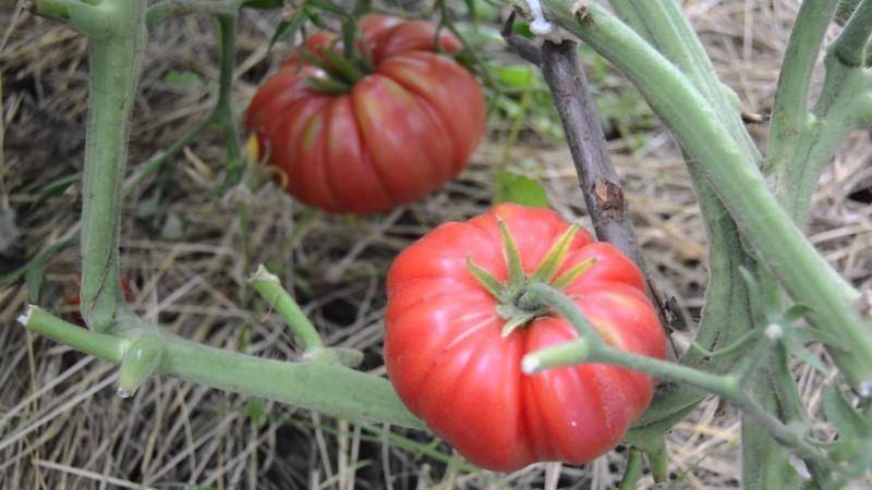 Сорт томата «дикая роза»: описание, характеристика, посев на рассаду, подкормка, урожайность, фото, видео и самые распространенные болезни томатов