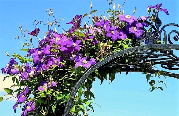 Как заставить клематис пышно цвести - декоративные цветы и кустарники - смолдача - портал дачников, садоводов и любителей загородной жизни