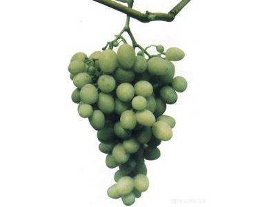Описание винограда сорта ркацители
