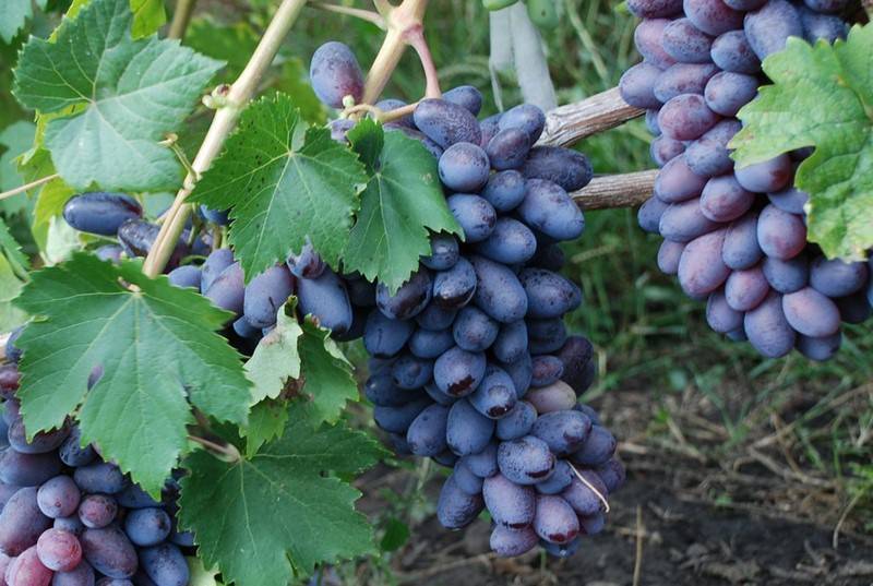 Описание винограда сорта ромбик