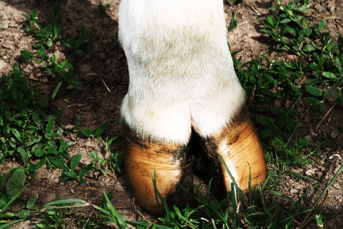 Обзор 8 самых распространенных болезней копыт у коров
