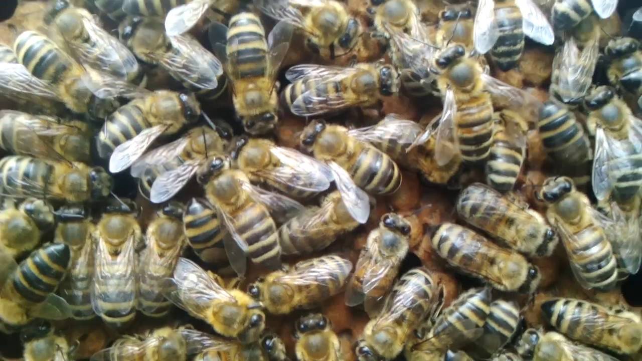 Пчелы карника: их характеристики и описание