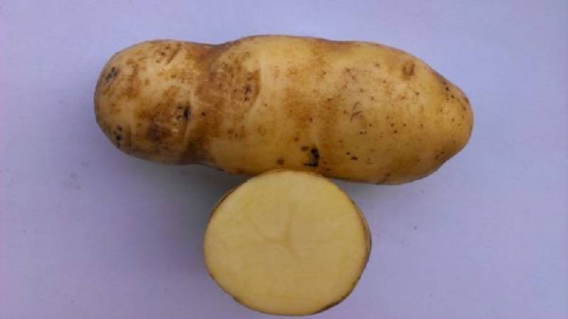 Выращивание картофеля: технология возделывания, условия посадки, тонкости ухода за овощем в открытом грунте и теплице, а также советы, как получить хороший урожай