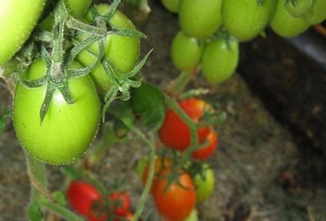 Характеристика и описание сорта томата ниагара, его урожайность