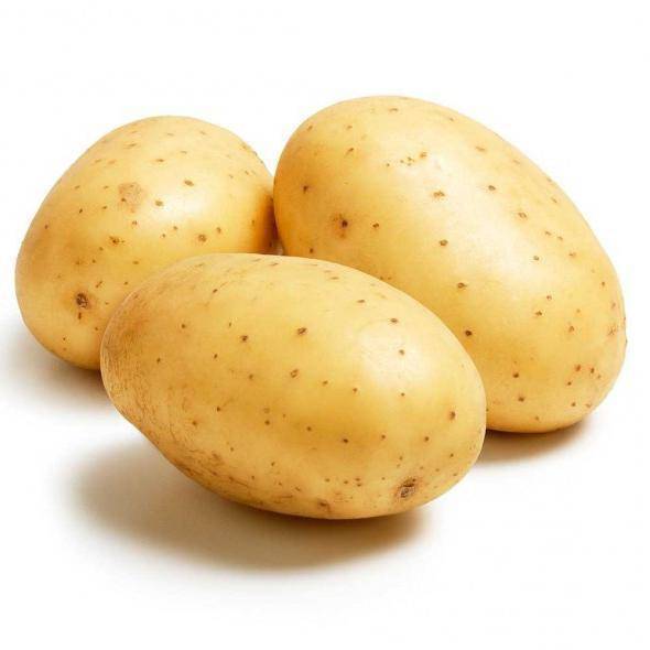 Вкусный и урожайный картофель «луговской»: описание сорта и фото