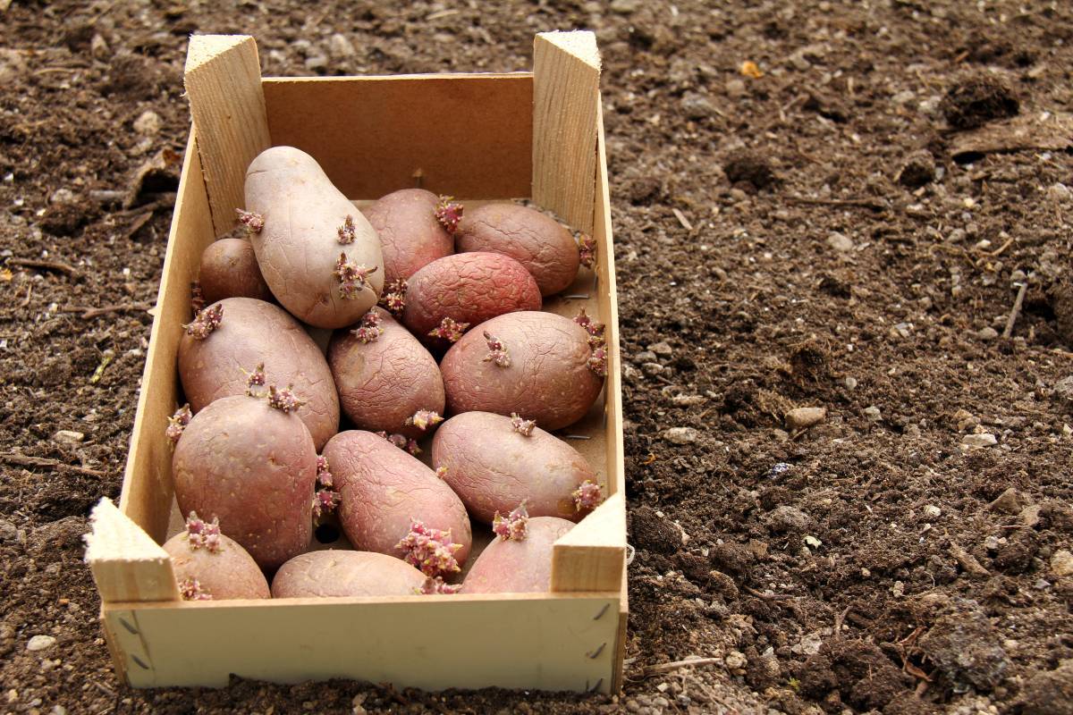 Самые эффективные средства для защиты и обработки картофельного поля от проволочника
