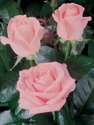 Чайно-гибридная роза верано, описание, фото, как выращивать | о розе
