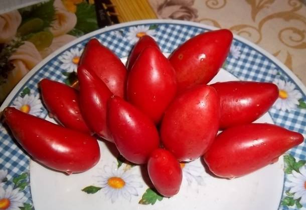 Томат аврора: характеристика и описание сорта, отзывы, урожайность, фото – все о помидорках