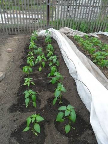 Как вырастить баклажаны на урале: когда сеять семена на рассаду и когда лучше осуществлять посадку в открытый грунт или теплицу?