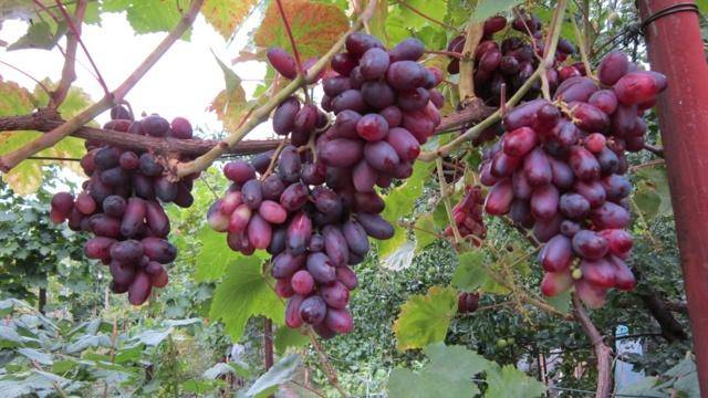 Описание винограда изюминка
