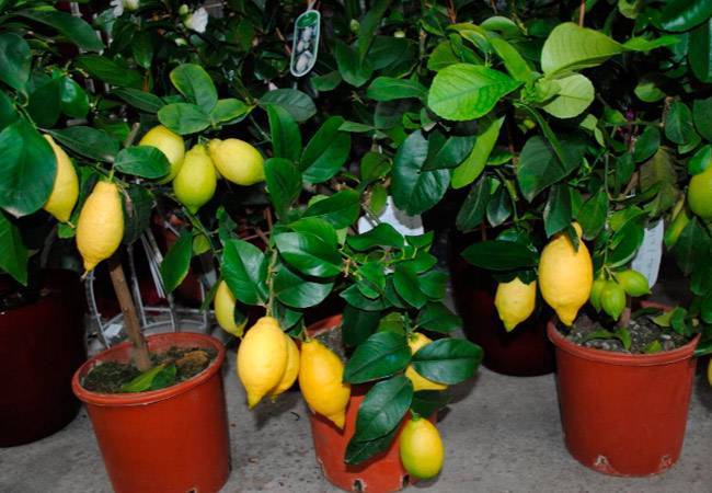 Разнообразие вредителей лимона. методы борьбы и профилактики