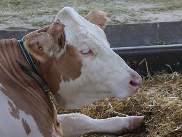 Телязиоз — причина слезотечения у коров