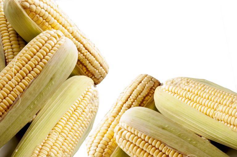 Золотые зерна для вашего здоровья – польза и вред кукурузы