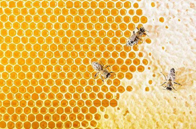 Особенности забруса пчелиного, что это такое и как им лечиться