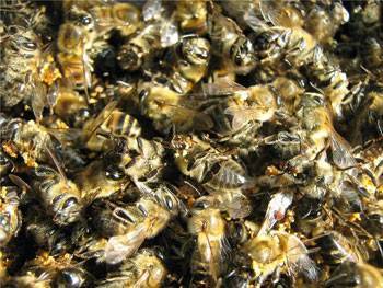 Рецепты для лечения суставов с помощью пчелиного подмора