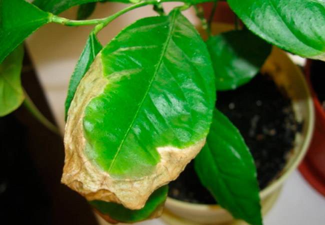 Причины пожелтения и опадания листьев у лимона
