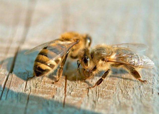 Среднерусская порода пчел: её главные особенности