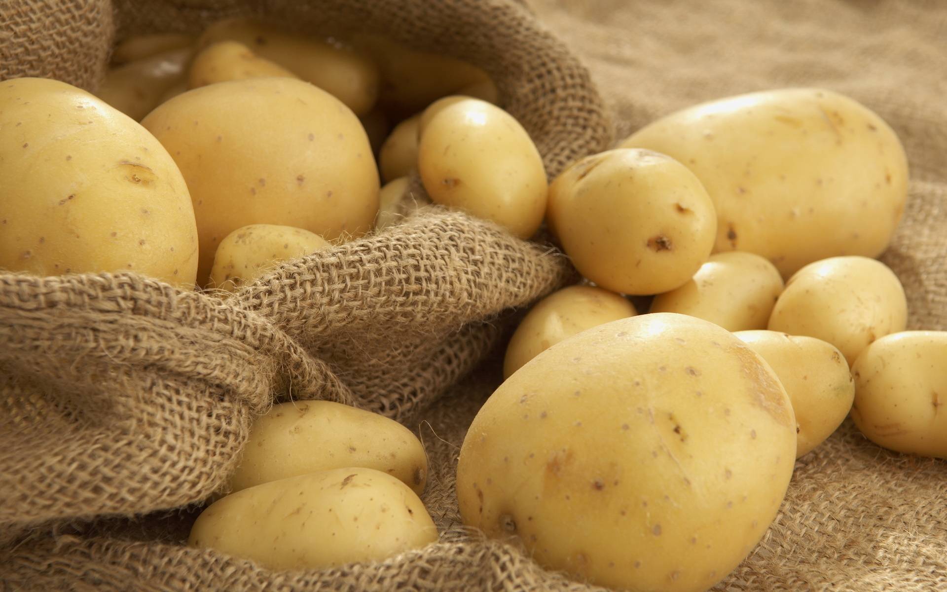 Картофель сорта ривьера: описание от посадки до урожая