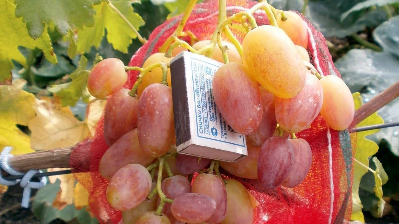 Виноград юлиан: описание сорта, фото и отзывы садоводов