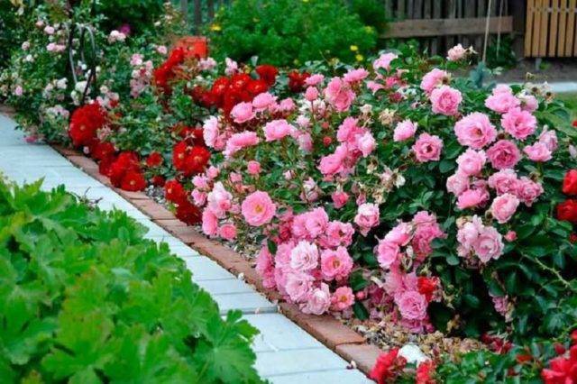 Почвопокровные розы цветущие все лето.