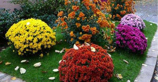 Хризантемы шаровидные — «китайские  фонарики»: посадка, выращивание и уход