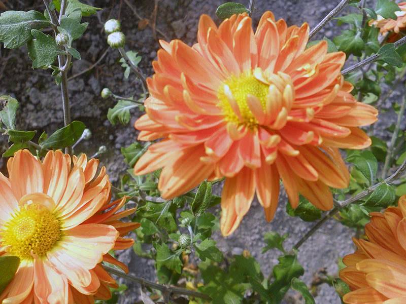 Садовая многолетняя хризантема: посадка и уход в открытом грунте осенью и весной, морозостойкие сорта и фото, размножение и укрытие на зиму