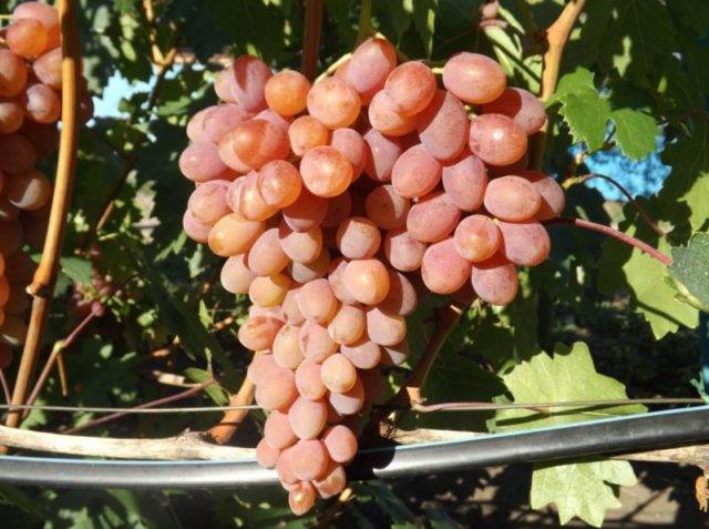 Описание и характеристика винограда сорта румба, технология выращивания
